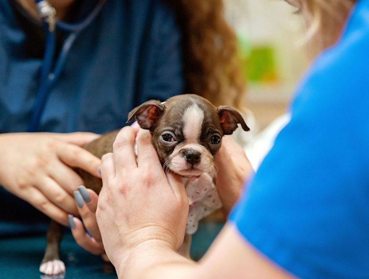 Puppy & Kitten Vaccinations